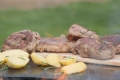 artiss_grille5.jpg